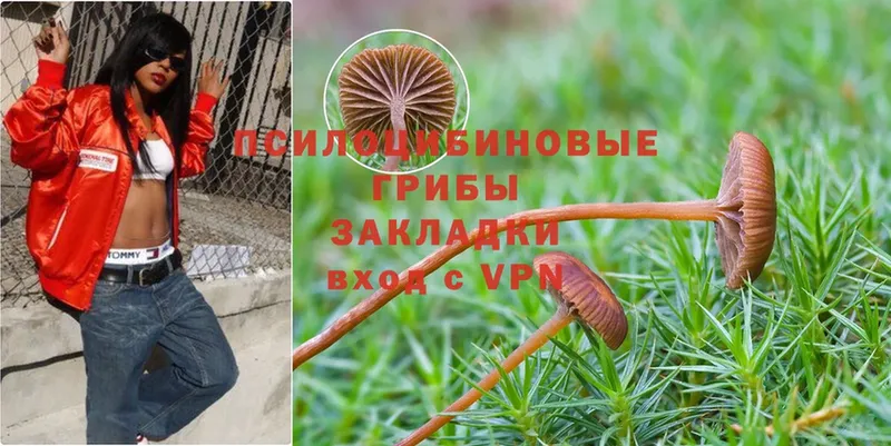 Псилоцибиновые грибы мицелий  Щёлкино 